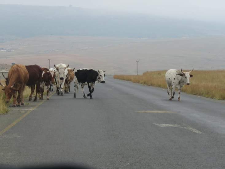 Quand je vous dis que les vaches sont sur la route !!!