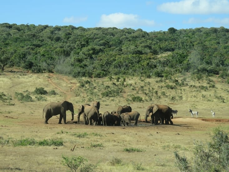 Un troupeau d'éléphant s'abreuve