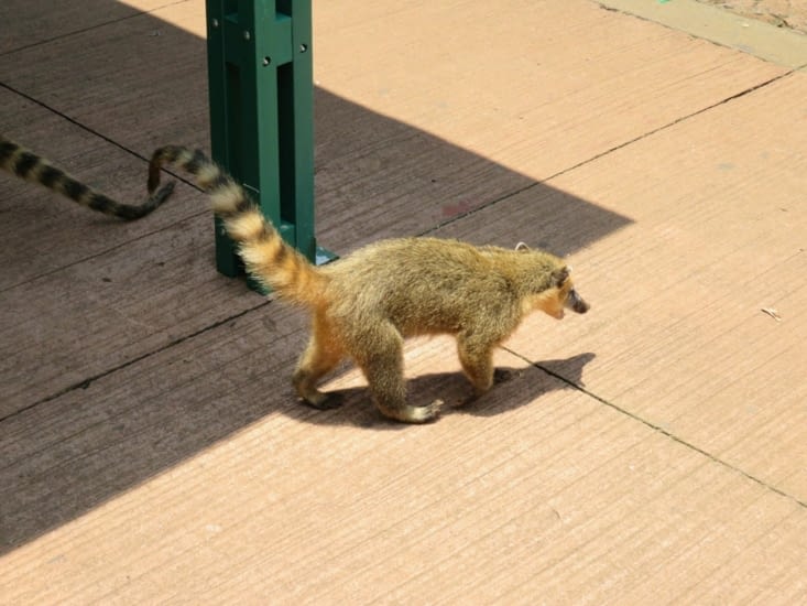 Un coatis, il y en a partout dans le parc, attention à leurs morsures
