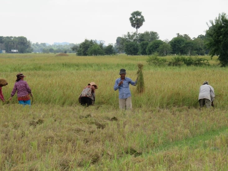 Des Cambodgiens ramassant le riz
