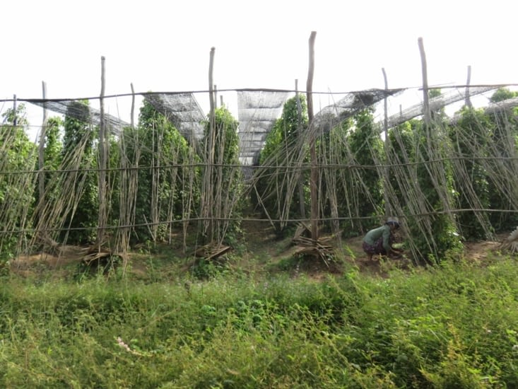 Une plantation de poivre