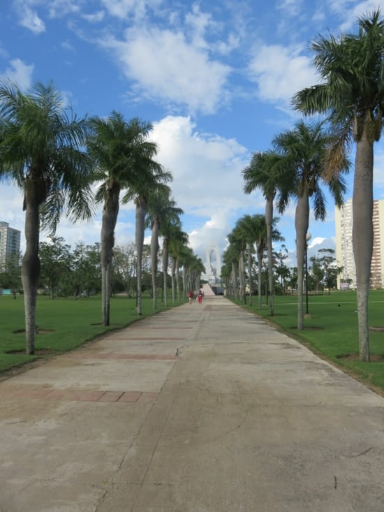 Une belle allée de palmiers dans le parc