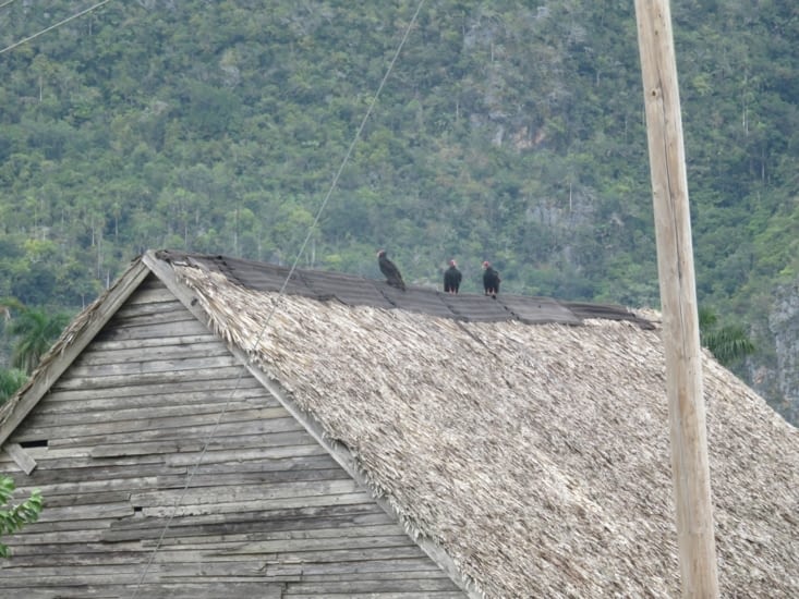 Une ferme à tabac avec les "pigeons" de cuba