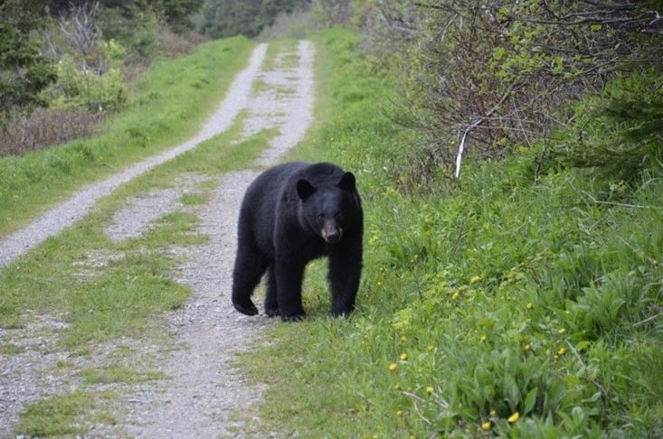 Notre nouvel ami l’ours noir