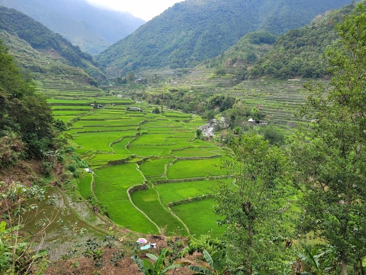 Du vert à perte de vue