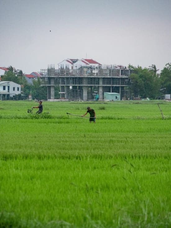 Les rizières de Hoi An voient la ville gagner du terrain