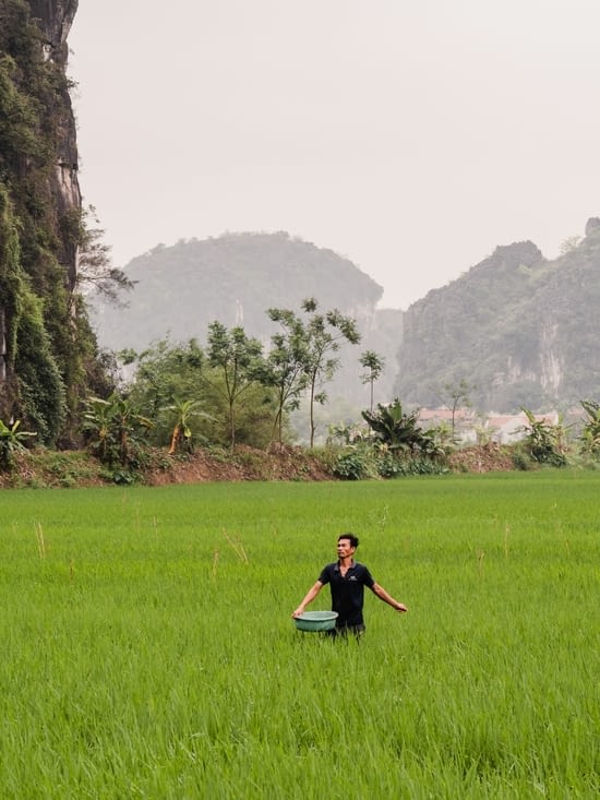 Un paysan semant du riz