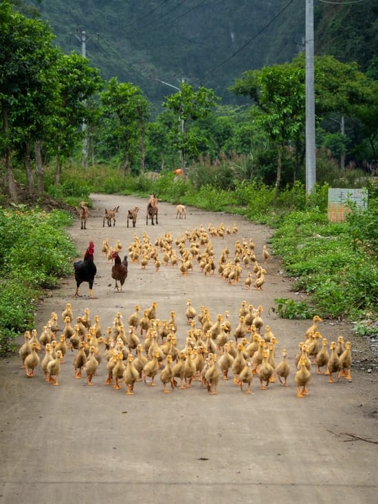Une armée de canards, dirigée par deux coqs et 5 chèvres. Nous n’en sortirons pas indemne