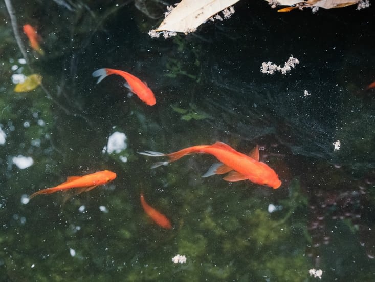 Des poissons nageant dans un bassin ornamental de la pagode