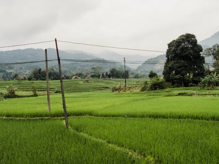 Les paysages de rizière aux abords du village où nous logeons