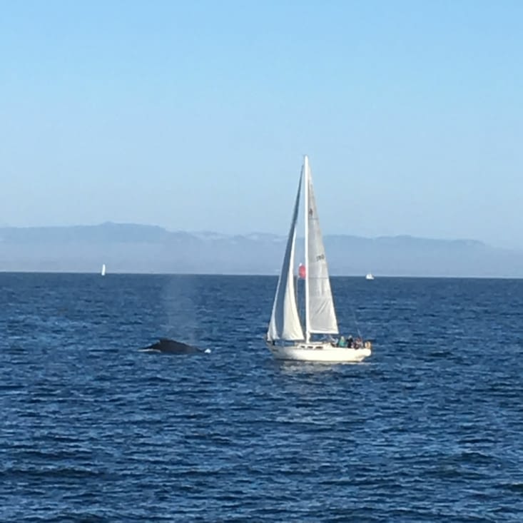 Un orque au bout de la jetée de Santa Cruz !!