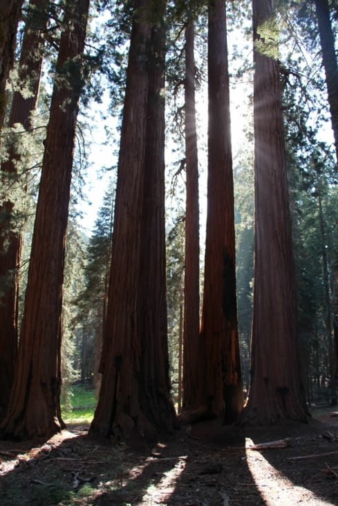 Refus de rentrer dans le champ de Sequoias immenses