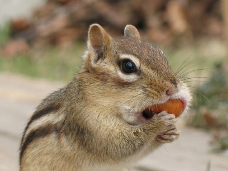 chip chip chipmunk