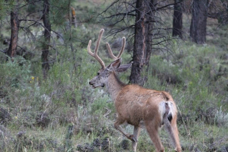 Un cerf hémione broute  sans crainte sur le bord de la route.