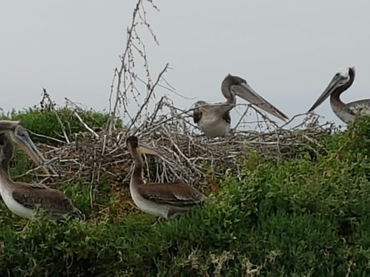 Pelicans de Moss landing