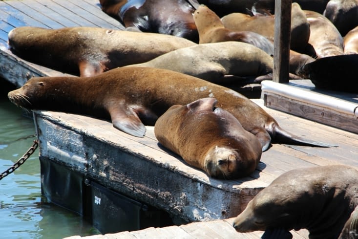 Lions de mer sur les pontons
