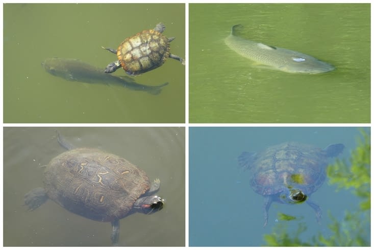 Visitor Center Lafayette - faune aquatique