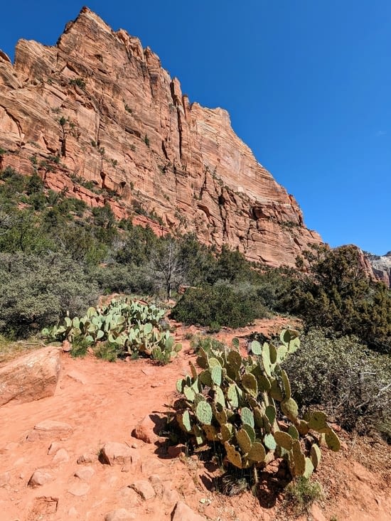 Dans la vie, il y a des cactus 🎵
