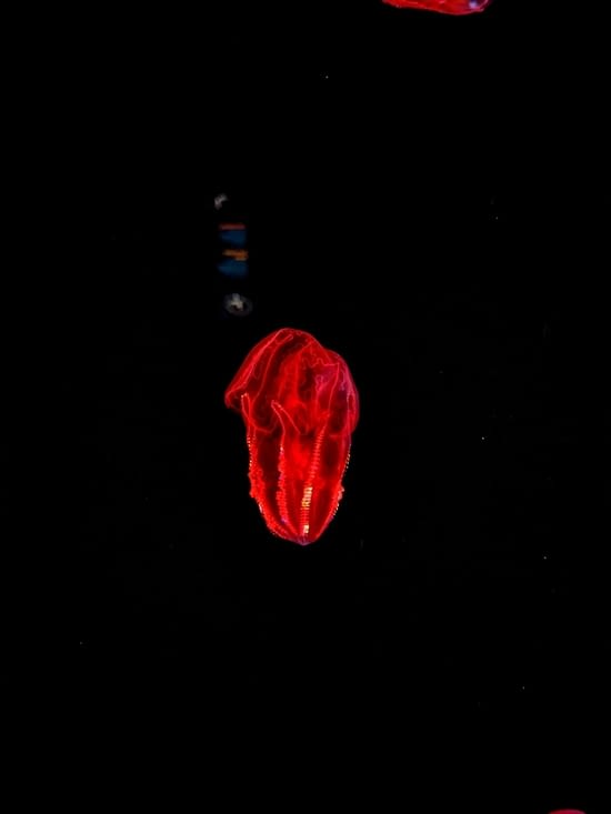 Toute une partie sur la faune étrange des profondeurs qui produisent de la lumière