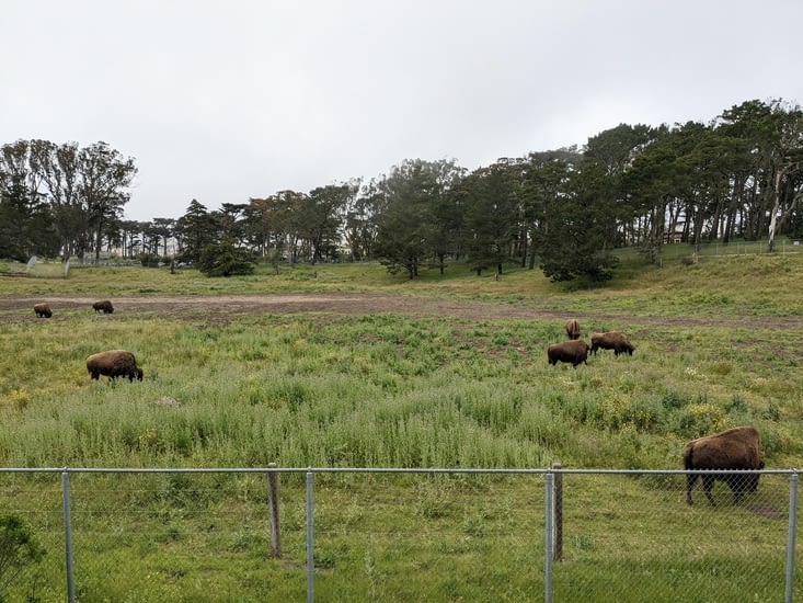 Un enclos à Bisons dans le parc
