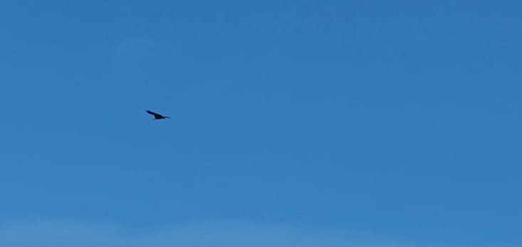 Les animaux sur la route 3