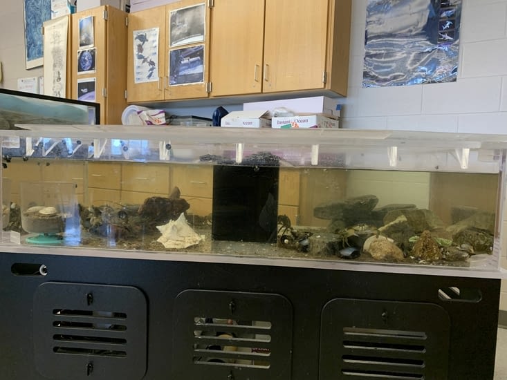 Aquarium in biology class