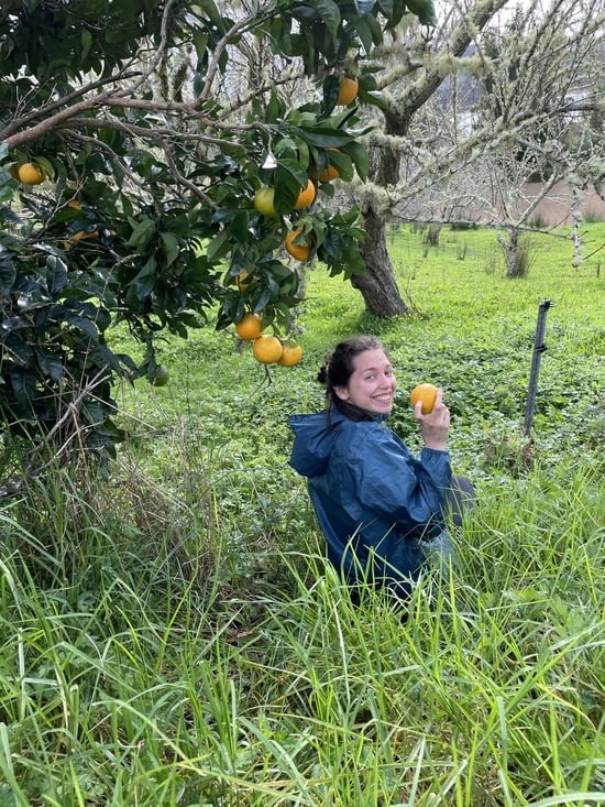 Ramassage des oranges et citrons dans leurs jardins!