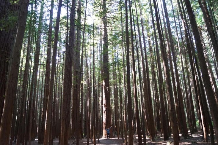 Balade dans la forêt "Redwoods"