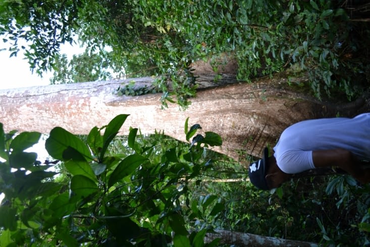 Un Seiba, l'un des arbres les plus imposants au Nicaragua