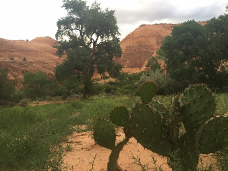 Avec un cactus pour y mettre un peu de piment