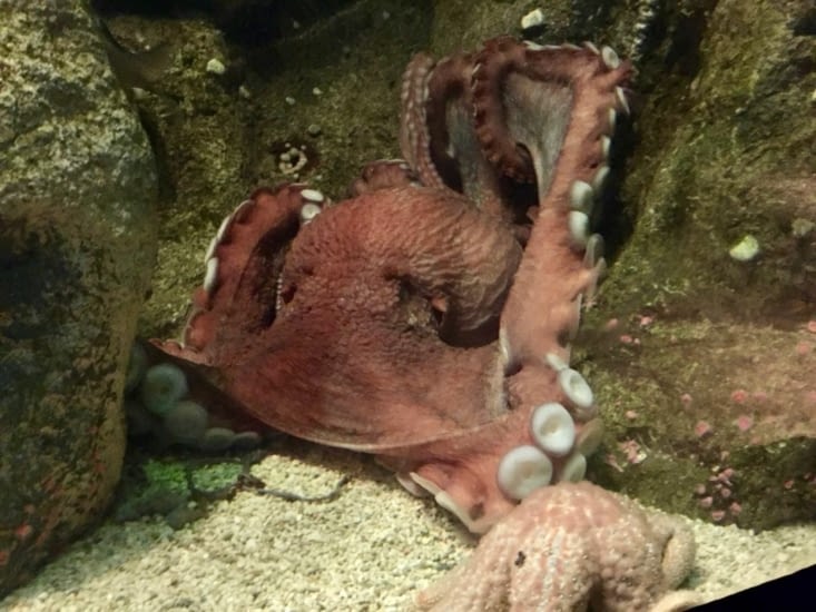 Le poulpe de l'aquarium