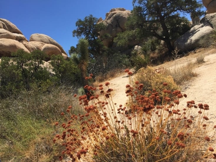 Flore du désert, le miracle de la nature