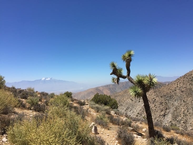 Je ne me lasse pas de cet arbre presque mystique