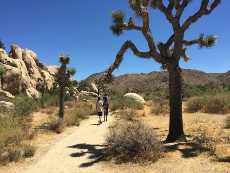 Le joshua qui montre le chemin
