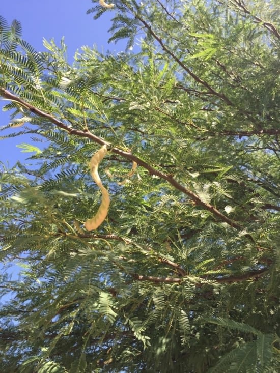 retrouvailles avec l'algarrobo chilien