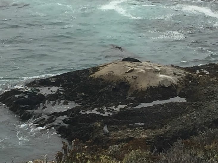 Point Lobos et ses éléphants de mer, phoques, loutres, ...