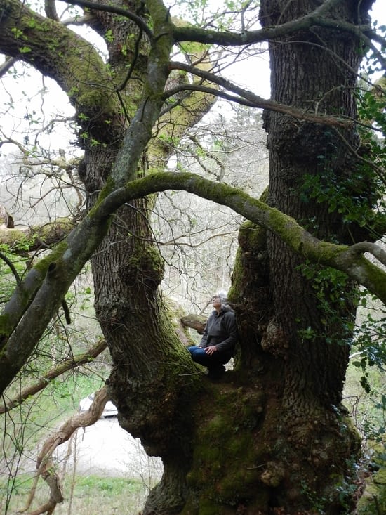 500 ans,l'arbre le plus ancien des borders,près de la Tweed