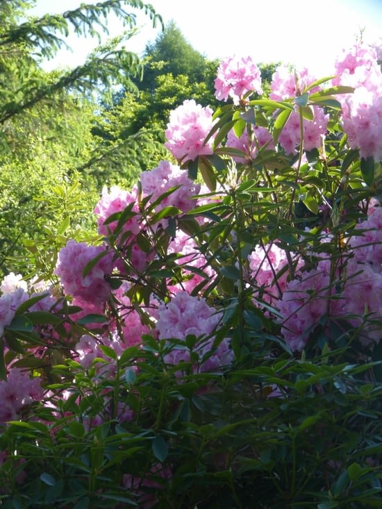 rhododendron,