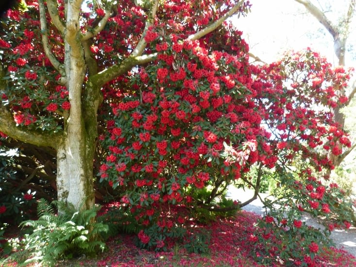 rhododendron,