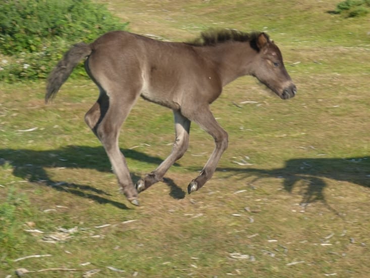 poney Dartmoor en liberté