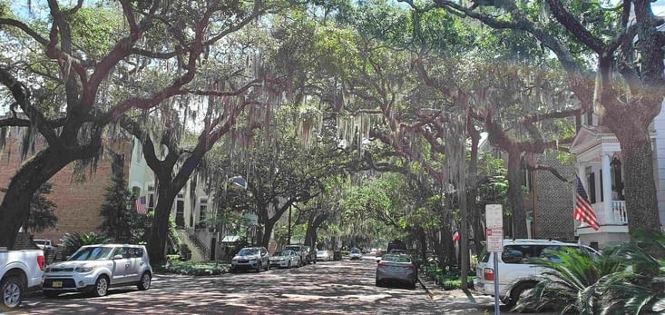 Une rue avec des arbres couverts de mousse espagnole