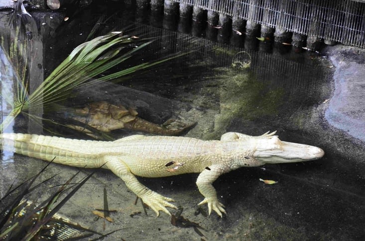 Alligator albinos originaire de Louisiane
