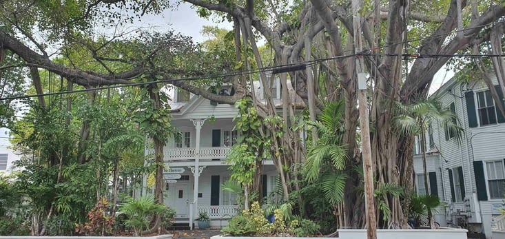 Banian impressionnant