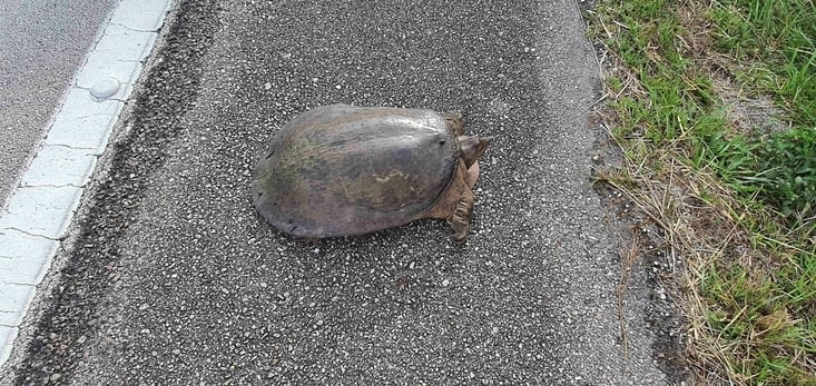 La tortue à carapace molle remise à l'abri par PJ