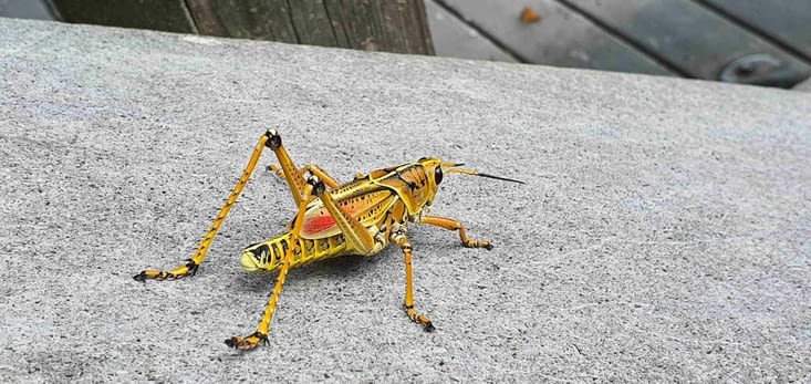 Les crickets sortent en grand nombre avant la pluie