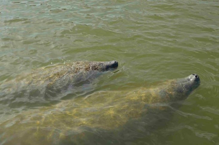 Les lamantins sont des animaux bien curieux