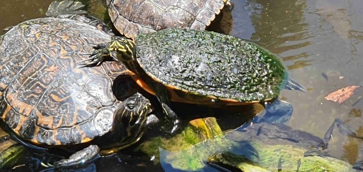 Encore des tortues mais de Floride celles-ci