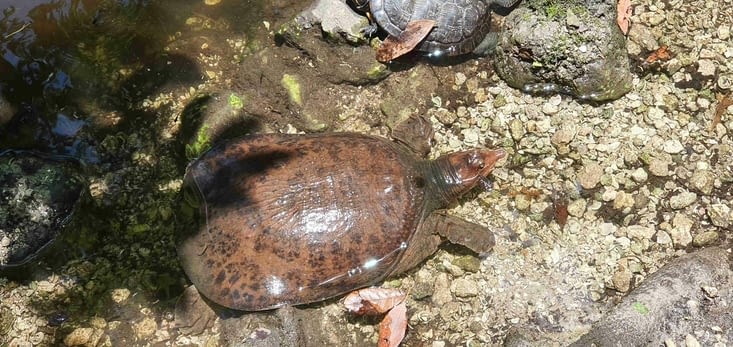 Une tortue à carapace molle