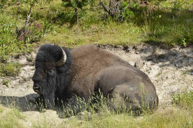 Ce bison là était tout près des passerelles au milieu des vapeurs de soufre