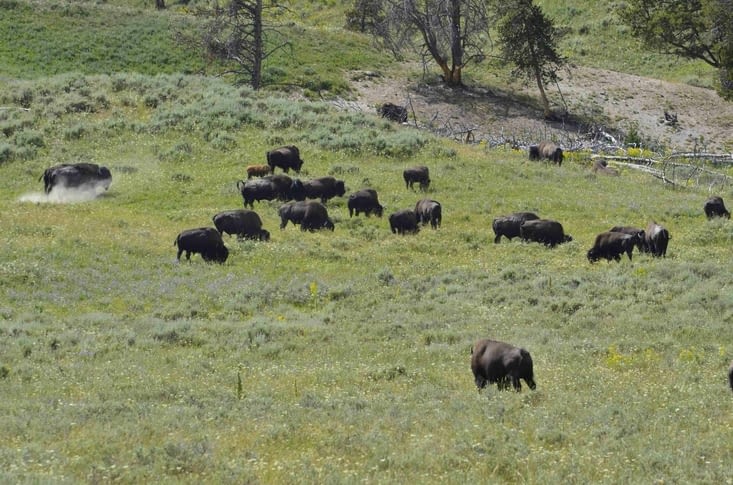Un groupe de bisons dans la prairie avant le grand canyon